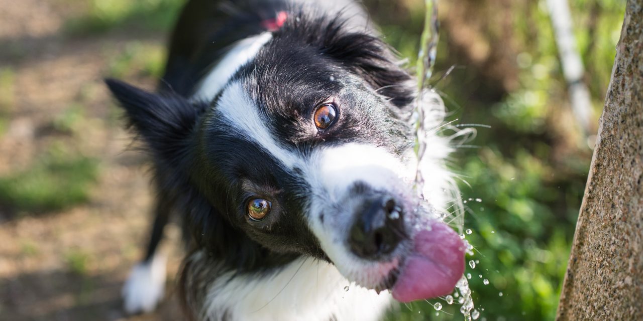 Tips for keeping your doggo cool during our hot summers.