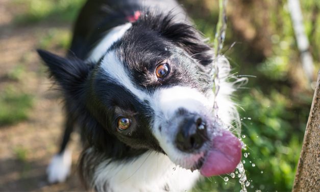 Tips for keeping your doggo cool during our hot summers.