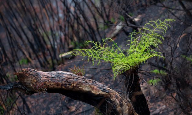 Staring at the Beast – Climate Grief and Beyond