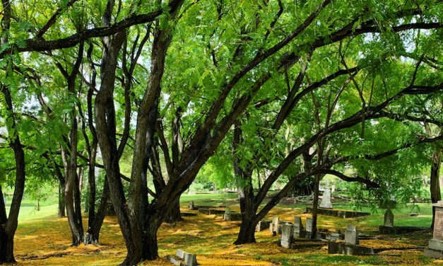 Everyday engagements at South Brisbane Cemetery