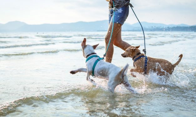 Pets – property or sentient beings?