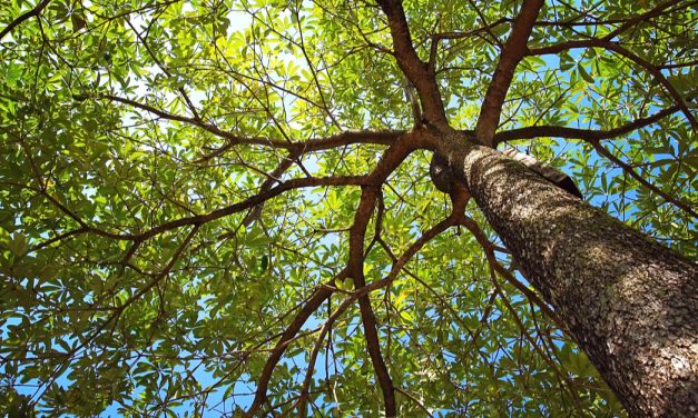 More trees, please.