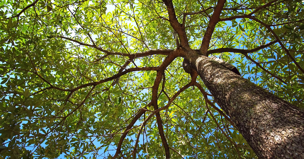 More trees, please.