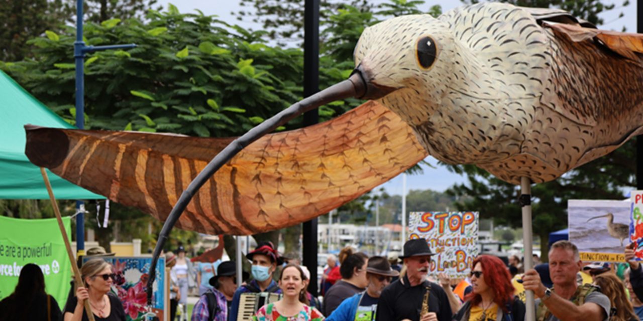 The developer and the shorebirds | the fight for Toondah Harbour