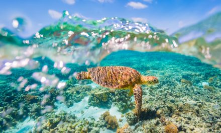 Labor’s environment commitments welcomed, but more action on climate urged.