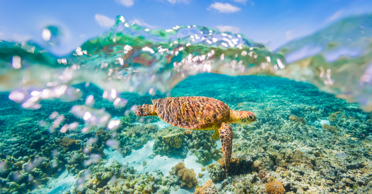 Labor’s environment commitments welcomed, but more action on climate urged.