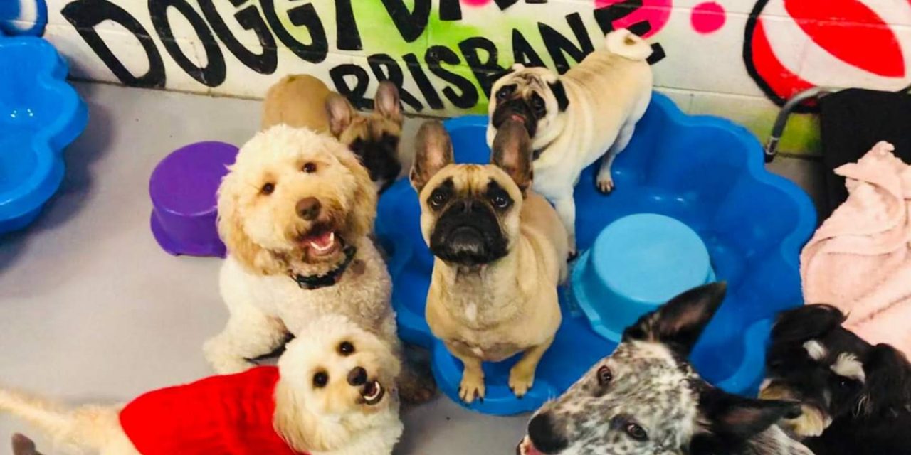 So you want to work with dogs?