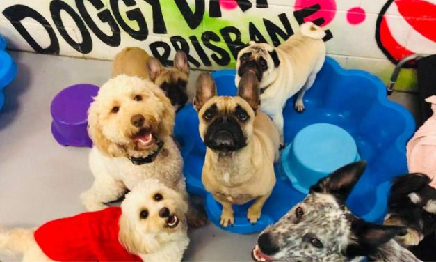 So you want to work with dogs?