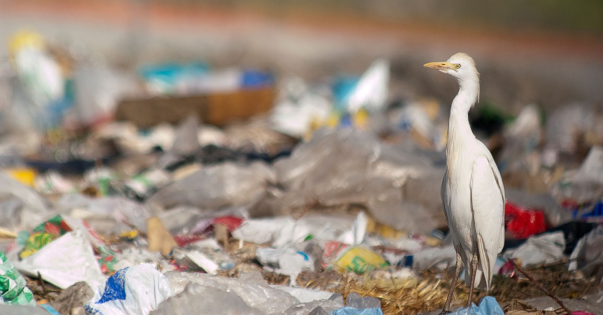 Queensland to ban more plastics in win for wildlife.