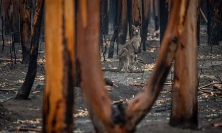 This is Australia’s most important report on the environment’s deteriorating health. We present its grim findings