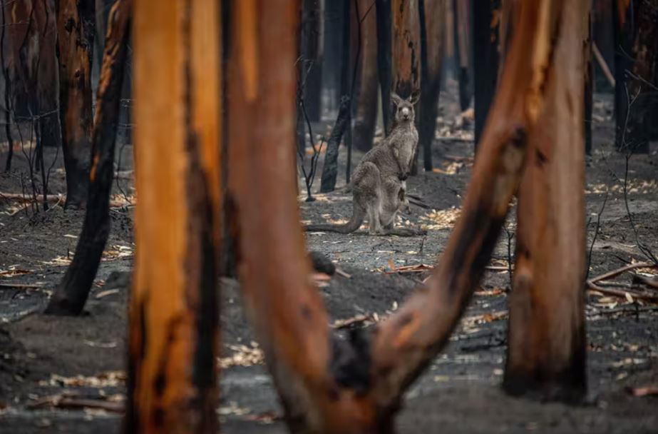 This is Australia’s most important report on the environment’s deteriorating health. We present its grim findings