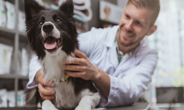 Paying for vet care can be hard – could ‘medicare’ for pets be a possible solution?