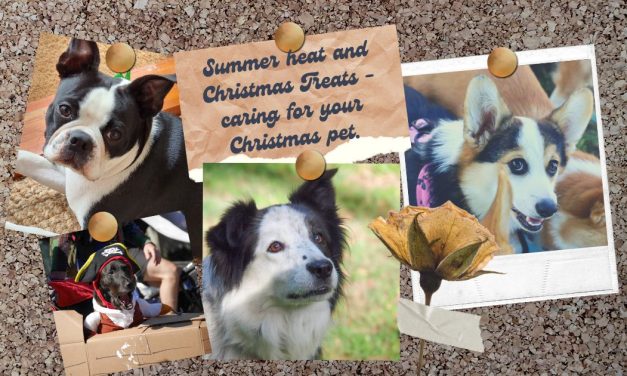Summer heat and Christmas Treats – caring for your  Christmas pet.