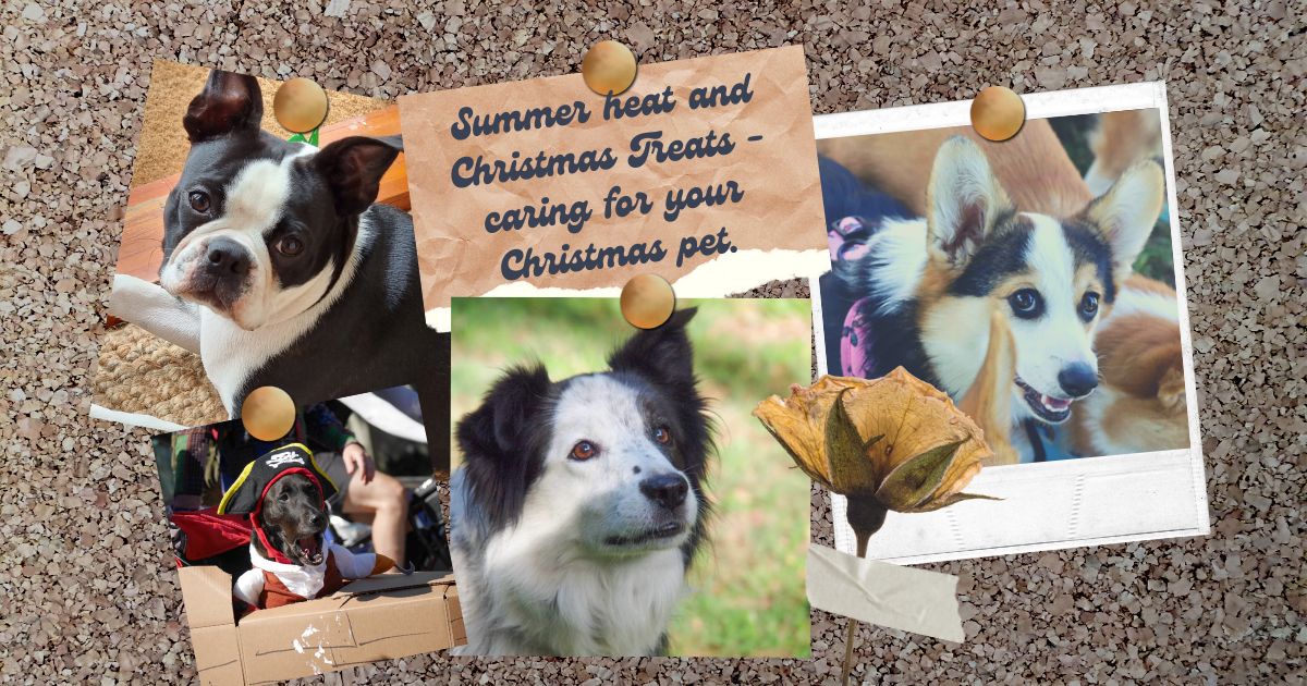Summer heat and Christmas Treats – caring for your  Christmas pet.