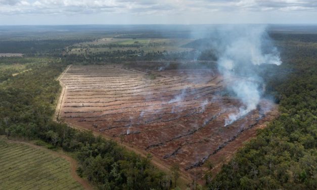 Drone footage exposes shocking land clearing of ‘likely’ koala habitat.