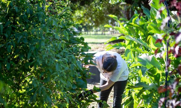 An eventful year for Jane Street Community Garden!