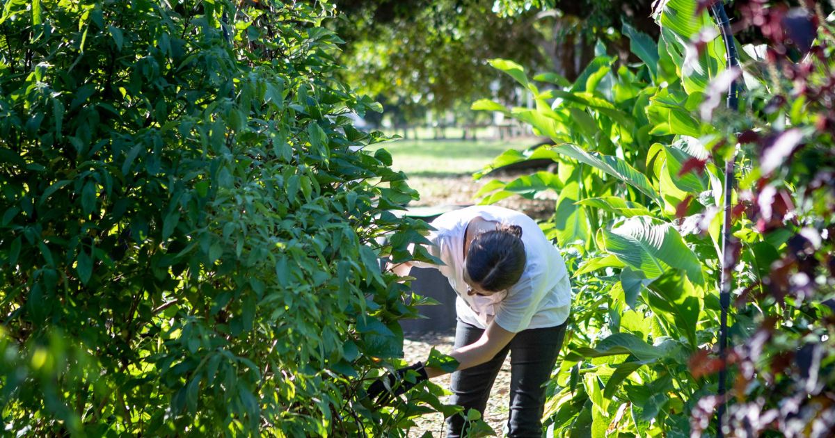 An eventful year for Jane Street Community Garden!