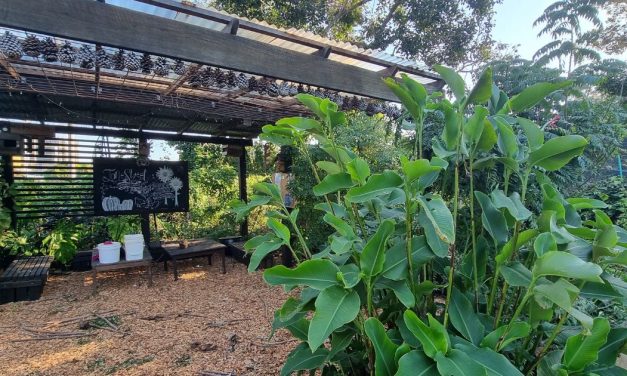 Government grants for community gardens.