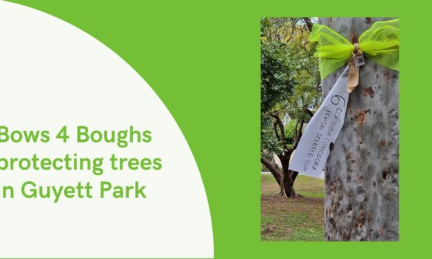 Bows 4 Boughs protecting trees in Guyett Park.
