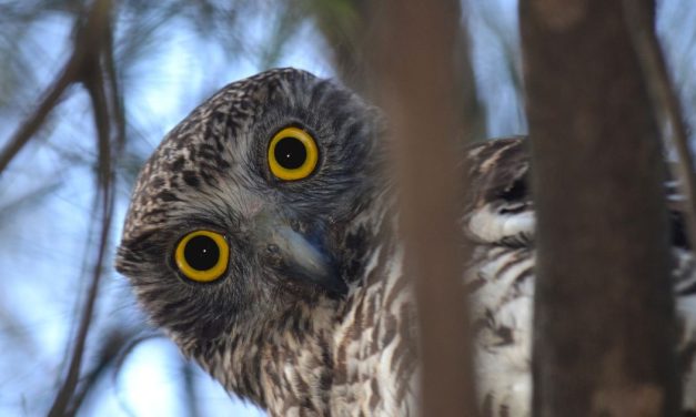 Not so enchanted – the fight to protect Mt Coot-tha Botanical Gardens.