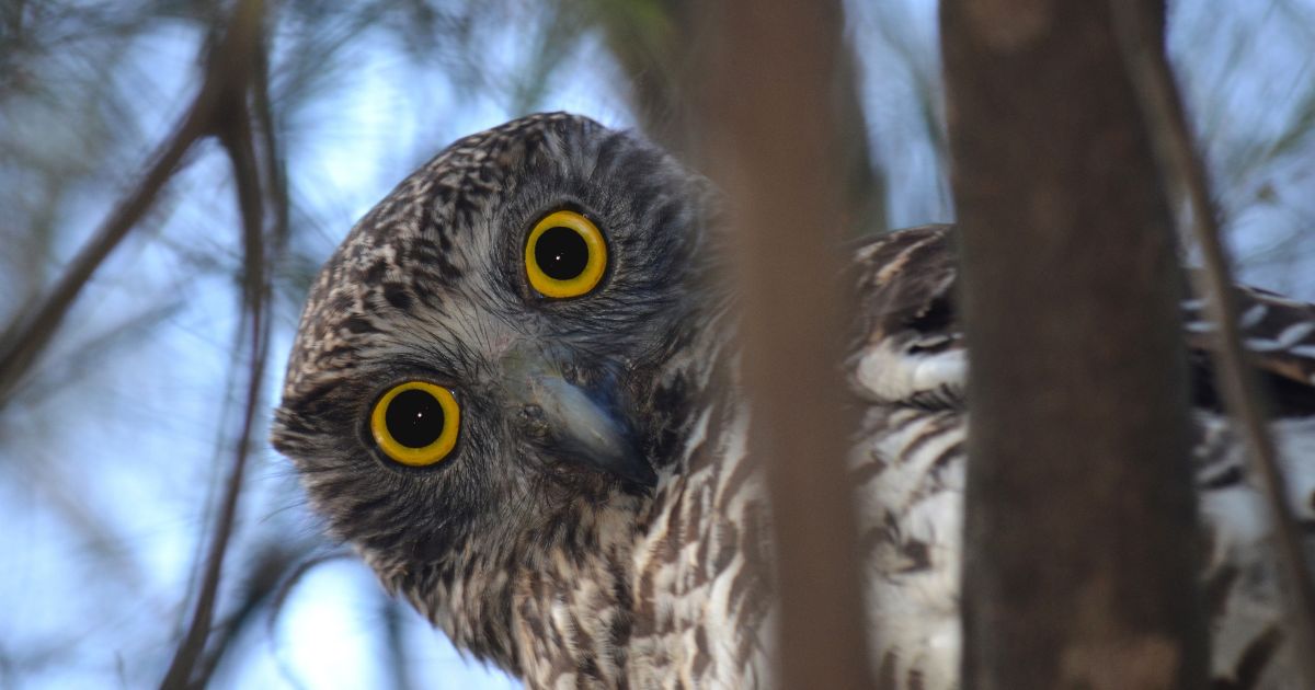 Not so enchanted – the fight to protect Mt Coot-tha Botanical Gardens.
