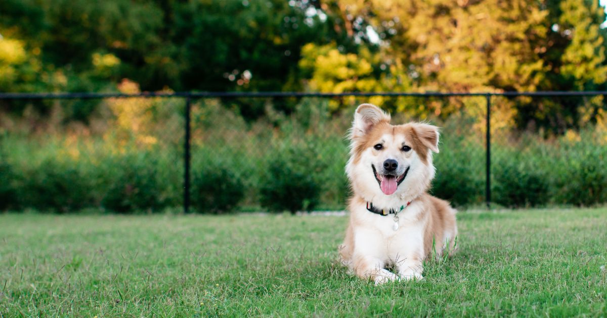 OPINION – A doggy problem, where can they run?