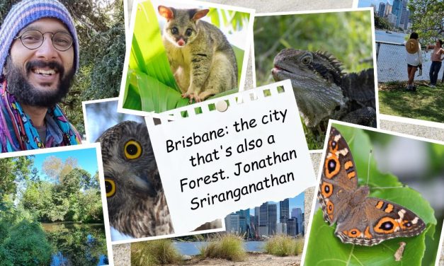 OPINION: Brisbane – The city that’s also a forest.