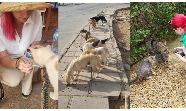 How to be a responsible animal lover overseas.