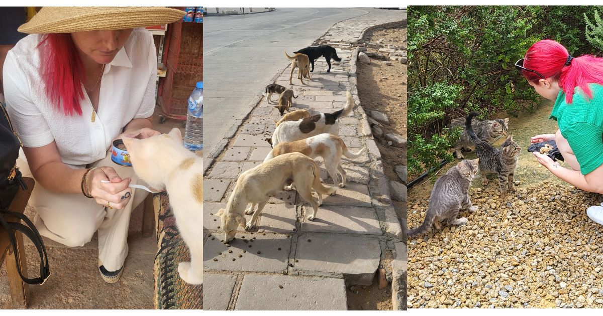 How to be a responsible animal lover overseas.