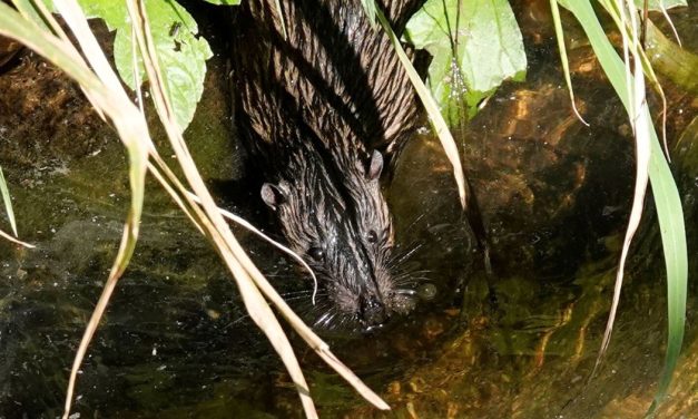 Kurilpa means place of the Water Rat, but have you seen one?