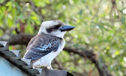 Join the Great Aussie Bird Count in West End to help our Feathered Friends.
