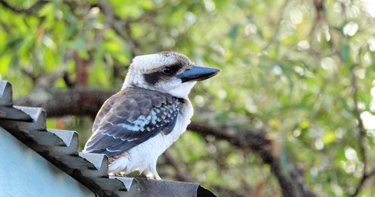 Join the Great Aussie Bird Count in West End to help our Feathered Friends.