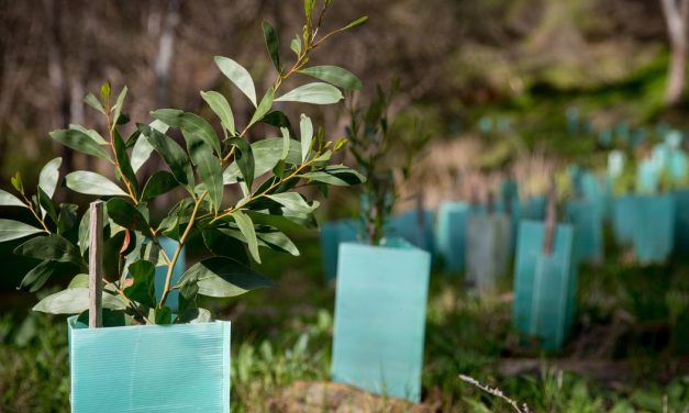 Lord Mayor’s Olympic Pledge: A Million Plants for a Greener, More Liveable City by 2032.