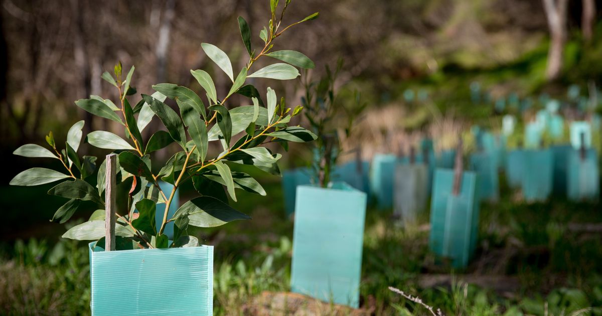 Lord Mayor’s Olympic Pledge: A Million Plants for a Greener, More Liveable City by 2032.