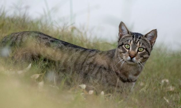 Cats and the Ongoing Battle for Australia’s Biodiversity.
