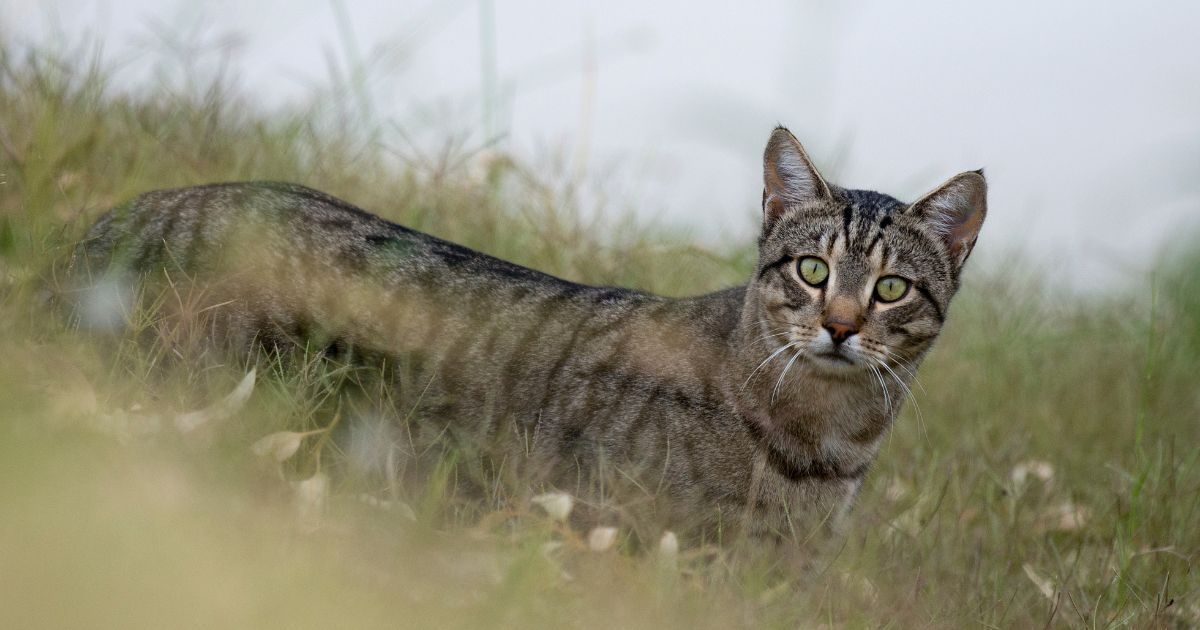 Cats and the Ongoing Battle for Australia’s Biodiversity.