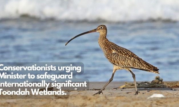 Conservationists urging Minister to safeguard internationally significant Toondah Wetlands.