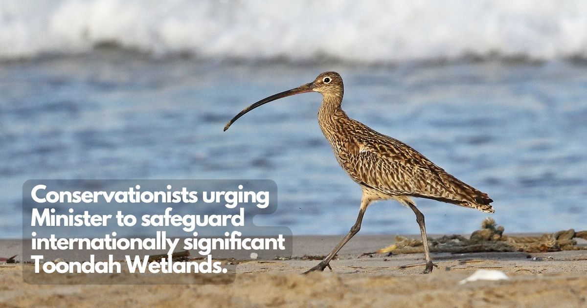 Conservationists urging Minister to safeguard internationally significant Toondah Wetlands.