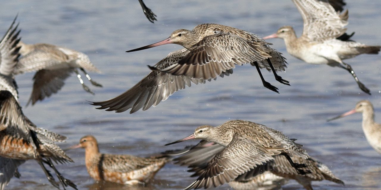 Celebrate World Wetland Day and help save Toondah