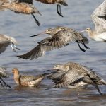 Celebrate World Wetland Day and help save Toondah