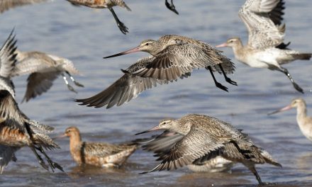 Celebrate World Wetland Day and help save Toondah