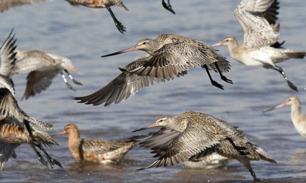Celebrate World Wetland Day and help save Toondah